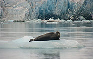 bearded seal, arctic-travels.com