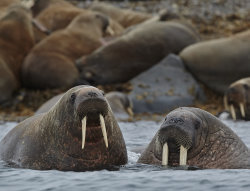 two walrusses, arctic-travels.com