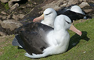 Falkland Islands, albatros,arctic-travels.com