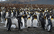 South Georgia, king penguins, arctic-travels.com