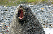 South Georgia, fur seal,arctic-travels.com