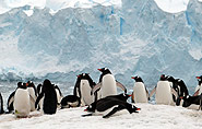 Pinguine vor Gletscher
