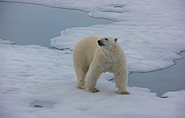 polar bear arctic-travels.com