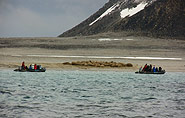 walrus colony, arctic-travels.com