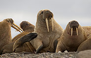 Walrossgruppe, Spitzbergen