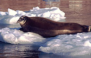 bearded seal, arctic-travels.com