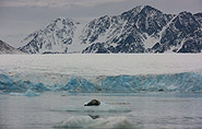 Bartrobbe vor Gletscher, Spitzbergen