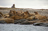 walrus colony, arctic-travels.com