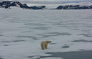 polar bear arctic-travels.com