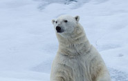 polar bear standing, 