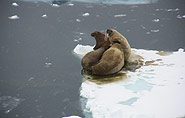 walrus family, arctic-travels.com