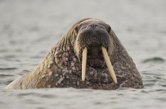 walrus, arctic-travels.com