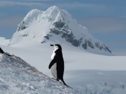 Antarctica, pinguin, arctic-travels.com