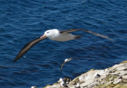 Falkland Islands, albatros,arctic-travels.com