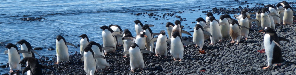 Antarctica penguins, Header