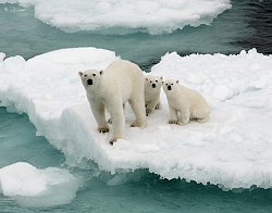 polar bears, arctic-travels.com
