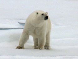polar bear arctic-travel.com