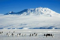 Antarktis, Pinguine,  arctic-travels.com