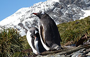 South Georgia, penguins, arctic-travels.com