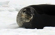 Antarktis, Seeleopard,  arctic-travels.com