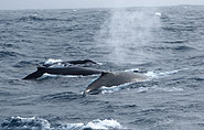 abtauchendee Wale, arctic-travels.com