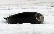 Seeleopard, arctic-travels.com