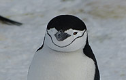 Antarktis, Pinguin,  arctic-travels.com